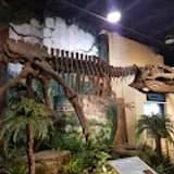 Dinosaur Store & Museum