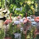 Flamingo Gardens